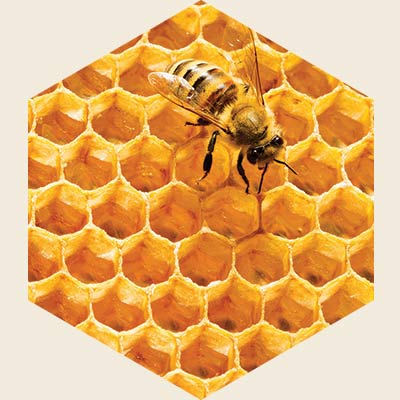 BN39 : งานวิจัยสนับสนุนคุณประโยชน์ของนมผึ้ง